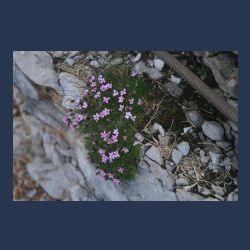2010-07-09_17-04_Karwendel-HW_Grat8_Abstieg_Berg-Blumen-rosa (3).JPG